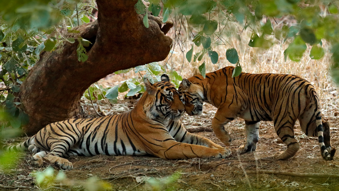Delhi – Best Wildlife Rajasthan Tour (India)
